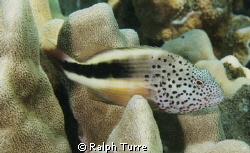 Blackside Hawkfish Maui Hawaii by Ralph Turre 